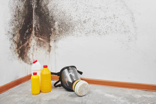 Mold Testing and Removal in Westfield, PA