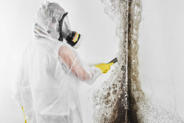 Best Fast Mold Removal  in Westfield, PA