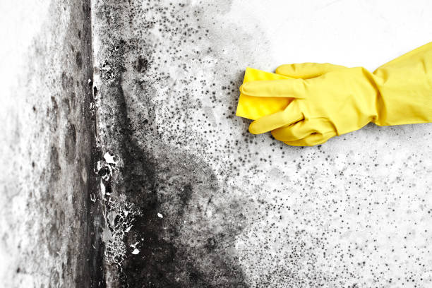 Best Best Mold Removal Companies  in Westfield, PA