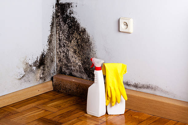 Best Residential Mold Removal  in Westfield, PA
