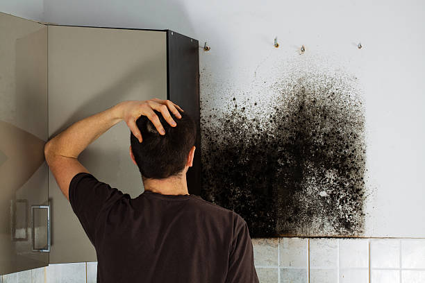 Best Commercial Mold Removal  in Westfield, PA