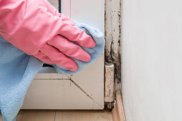 Best Mold Testing  in Westfield, PA