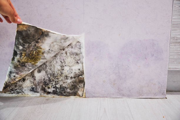 Best Crawl Space Mold Removal  in Westfield, PA